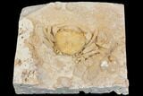 Fossil Crab (Potamon) Preserved in Travertine - Turkey #145045-2